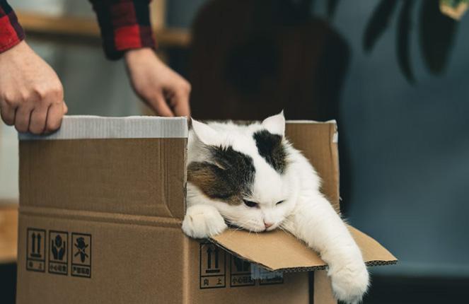 A cat inside a moving box