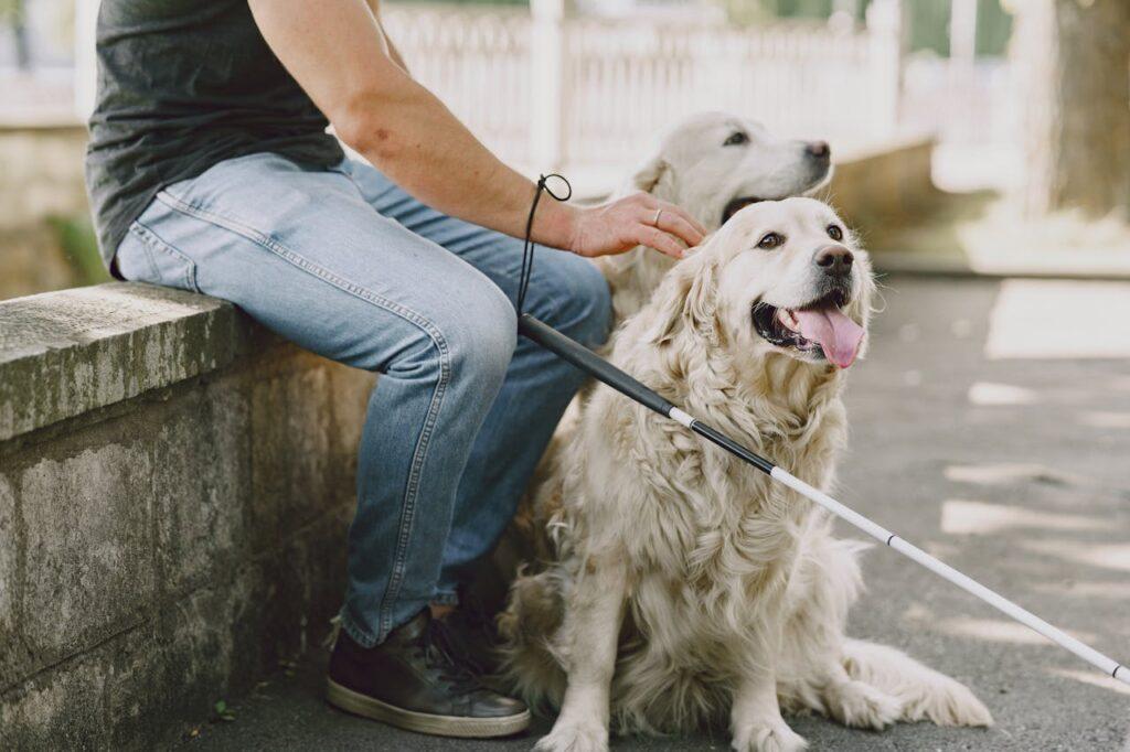 two dogs with person